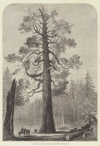加利福尼亚州马里波萨的“灰熊巨人”（版画） 作者 英语学校