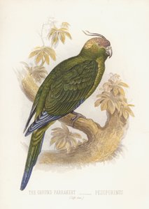 地面鹦鹉，Pezoporinus（彩色平版）。 作者 英语学校