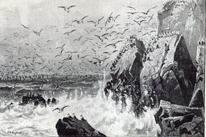 1888年的“休闲时光”中的海鸥的鬼魂 作者 英语学校