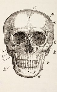 人类头骨，1890年 作者 英语学校