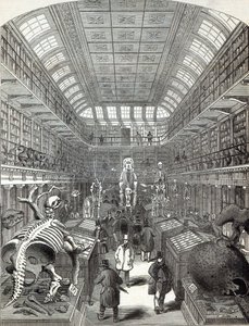 1845年10月4日，皇家外科医学院的亨特博物馆，来自“伦敦新闻画报” 作者 英语学校