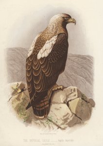 帝国之鹰 Aquila Imperialis（彩色石版画） 作者 英语学校