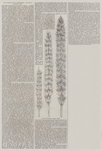国际展览，哈利特的谱系小麦（雕刻） 作者 英语学校