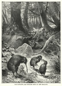 新西兰的奇异鸟或无翼鸟（雕刻） 作者 英语学校