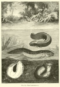 Lepidosiren 作者 英语学校