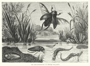 Dytiscus marginalis的变形记（雕版画 作者 英语学校