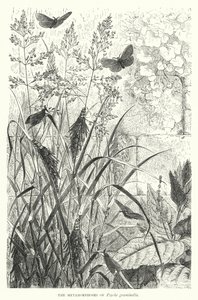 Psyche graminella的蜕变》（雕刻）。 作者 英语学校