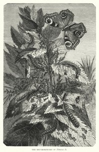 瓦妮莎-伊奥的变形记》（雕版画 作者 英语学校