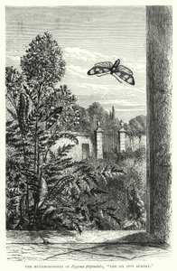 Zygaena filipendulae 的变形记，"六点伯内特"（雕刻） 作者 英语学校