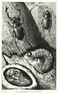 雄性甲虫的蜕变》（版画）。 作者 英语学校