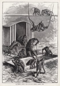 摄政公园动物园的猴屋（版画） 作者 英语学校