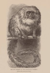 动物园里的新猴子（雕刻） 作者 英语学校