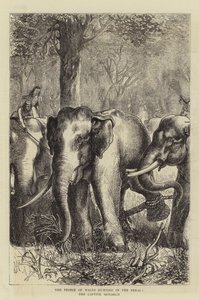 The Prince of Wales hunting in the Terai, the Captive Monarch (engraving) 作者 英语学校