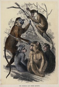 长鼻猴和其他猴子（彩色雕刻） 作者 英语学校