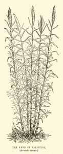 巴勒斯坦的芦苇，Arundo donax 作者 英语学校