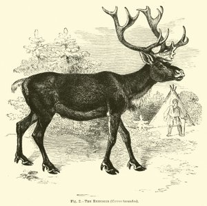 驯鹿，Cervus tarandus 作者 英语学校