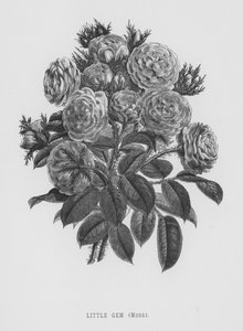 玫瑰园。小宝石，苔藓（雕刻）。 作者 英语学校