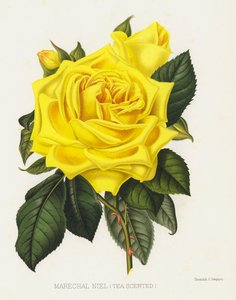 玫瑰园：Marechal Niel，Tea Scented 作者 英语学校
