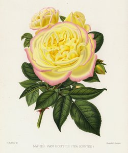 玫瑰园：Marie Van Houtte，Tea Scented 作者 英语学校