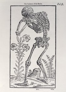 背景的Sceleton，由约翰·班尼斯特（1540-1610）出版的“人类历史”版，1578年 作者 英语学校
