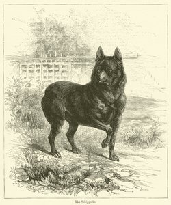 Schipperke (雕刻) 作者 英语学校