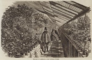 沃克斯豪尔苗圃的山茶花展（雕刻）。 作者 英语学校