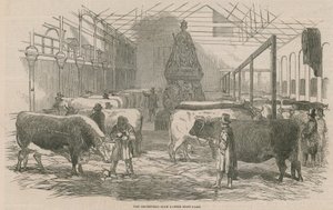 史密斯菲尔德俱乐部牛场展示场 作者 英语学校