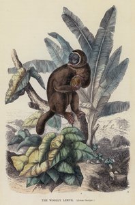 狐猴，Lemur laniger（彩色雕刻）。 作者 英语学校