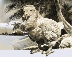 自然世界：来自毛里求斯的神秘鸟（渡渡鸟） 作者 英语学校