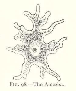 阿米巴人(Litho) 作者 英语学校
