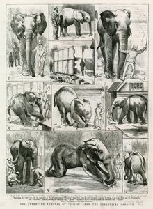 试图从动物园中移除Jumbo 作者 英语学校