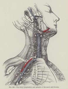 颈部和胸部的深层淋巴管和腺体（雕刻）。 作者 英语学校
