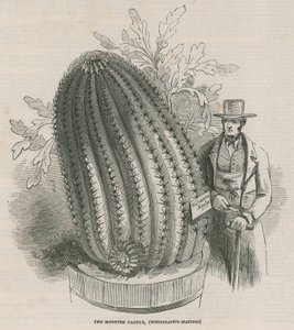 妖怪仙人掌（Echinocactus stainesh）在皇家庭院，Kew，伦敦 作者 英语学校