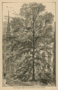 在Stationers Hall Court的飞机树 作者 英语学校