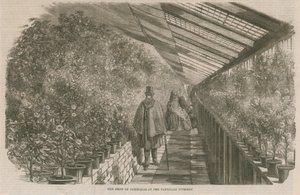 在沃克斯豪尔苗圃的茶花秀 作者 英语学校