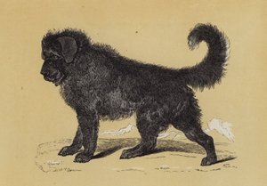 西藏狗（彩色石版印刷） 作者 英语学校