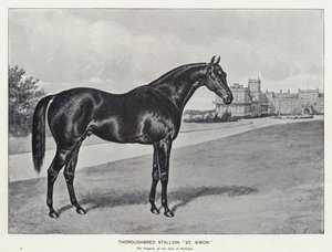 Thoroughbred Stallion "St Simon" (litho) 作者 英语学校