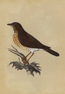 鸫鸟（彩色平版） 作者 英语学校