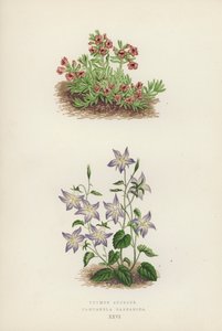天青百里香；金钟罩（彩色石版画） 作者 英语学校