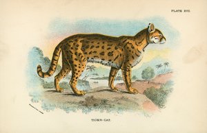 虎猫 作者 英语学校
