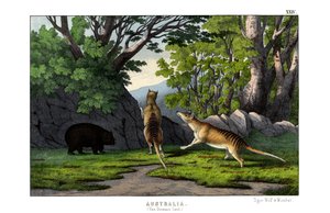 虎狼 作者 英语学校