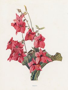 烟草（彩色印刷） 作者 英语学校