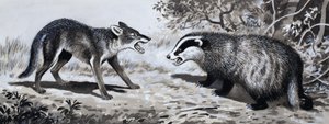 牙齿和爪子：战斗中的动物 作者 英语学校