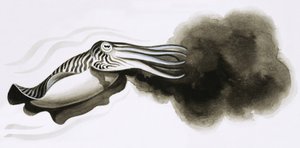 牙齿和爪子：战争武器。墨鱼 作者 英语学校