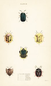 龟甲虫：Omocerus bicornis 1, Cassida scalaris 2, Cassida micans 3, Cassida echinata 4, Cassida perforata 5, and Cassida luctuosa 6 作者 英语学校