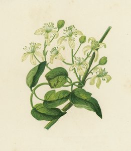 旅行者的喜悦，铁线莲 Vitalba（彩色石版画） 作者 英语学校