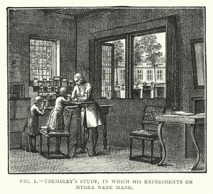 Trembley 的研究，其中进行了他对九头蛇的实验（雕刻） 作者 英语学校