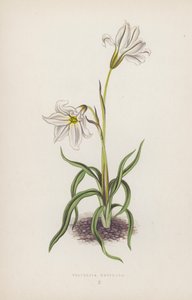 三叶一枝花（彩色石版画） 作者 英语学校