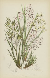 簇毛草、平滑高山毛草、波状毛草（彩色石版画） 作者 英语学校