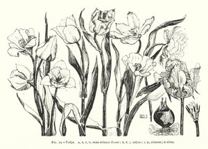 郁金香；同一种深红色的花；黄色；深红色；白色（雕刻）。 作者 英语学校